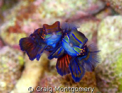 Happy couple, Puerto Galera, Philippines, Canon G7 taken ... by Craig Montgomery 